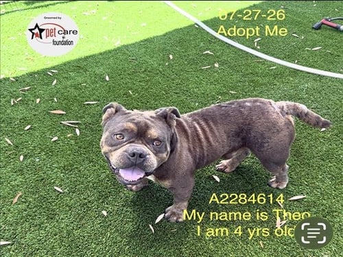 THEO - American Bulldog available for adoption