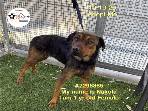 NAKOLA - German Shepherd Dog available for adoption