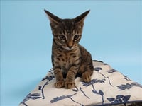 ANTONIO - Photo 1