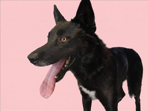 SYDNEY - Husky / Labrador Retriever available for adoption