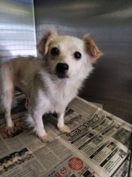 BUTTER - Chihuahua available for adoption