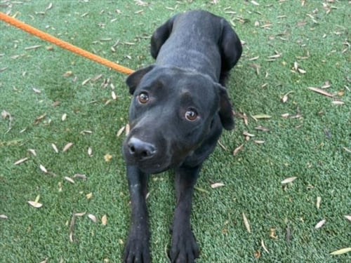 SWEET PIE - Pit Bull Terrier available for adoption