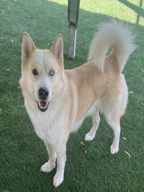 LARRY - German Shepherd Dog / Husky available for adoption