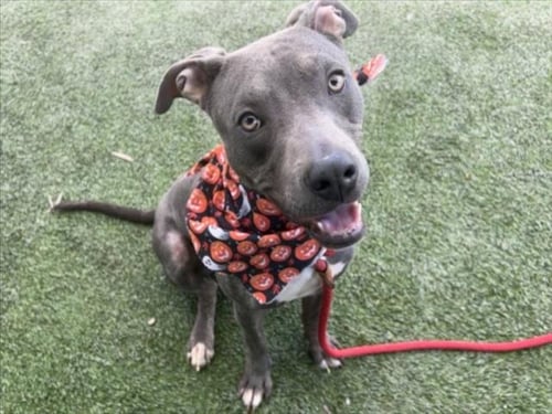 TEDDY - Pit Bull Terrier available for adoption