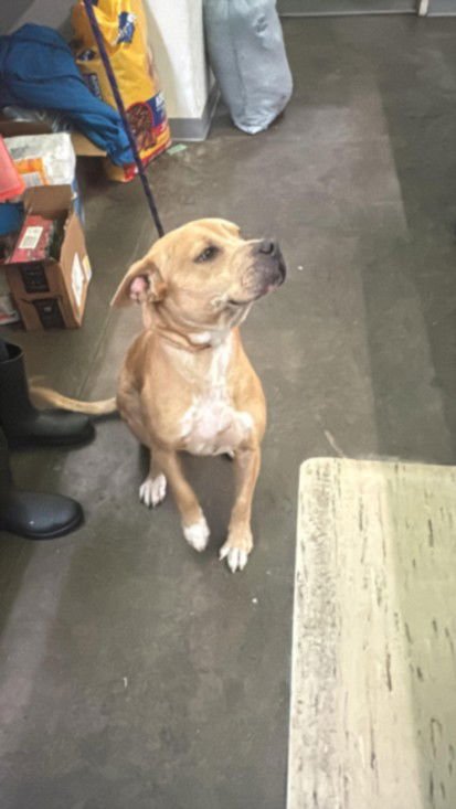 NINE - Pit Bull Terrier available for adoption