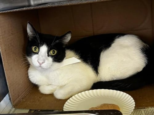 POE - Domestic Short Hair available for adoption