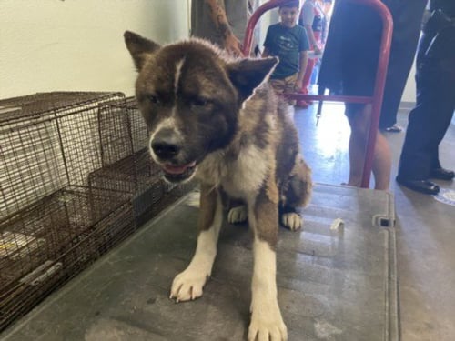 CHEDDER - Husky available for adoption