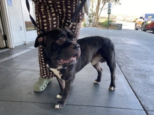 CLOVER - Bulldog available for adoption