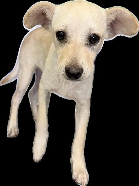 ARROZITO - Chihuahua available for adoption