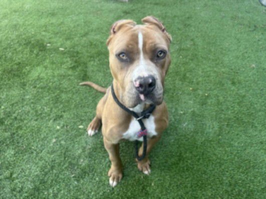 RADAR - American Pit Bull Terrier available for adoption