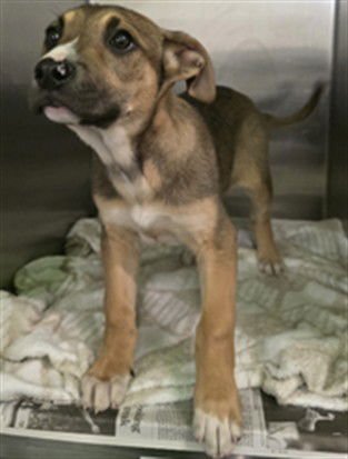 BOLT - Pit Bull Terrier available for adoption