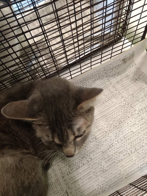 SKIPPY - Domestic Short Hair available for adoption