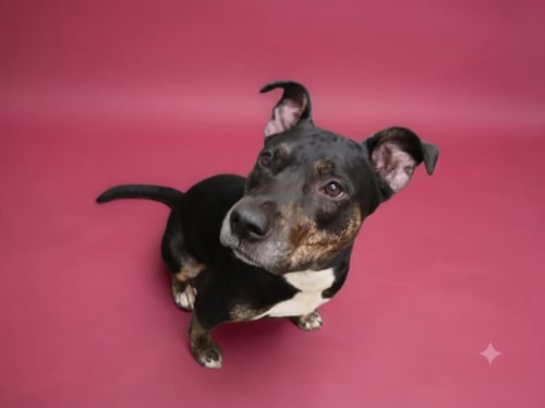 BEVERLY - Pit Bull Terrier available for adoption