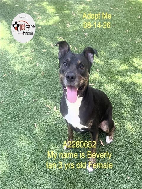 BEVERLY - Pit Bull Terrier available for adoption