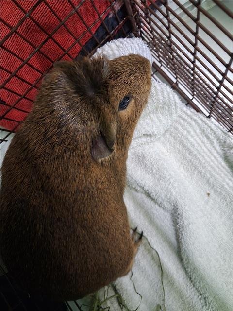 ROCKY - Guinea Pig available for adoption