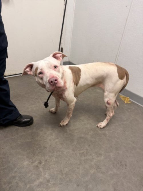 HAILEY - Pit Bull Terrier available for adoption