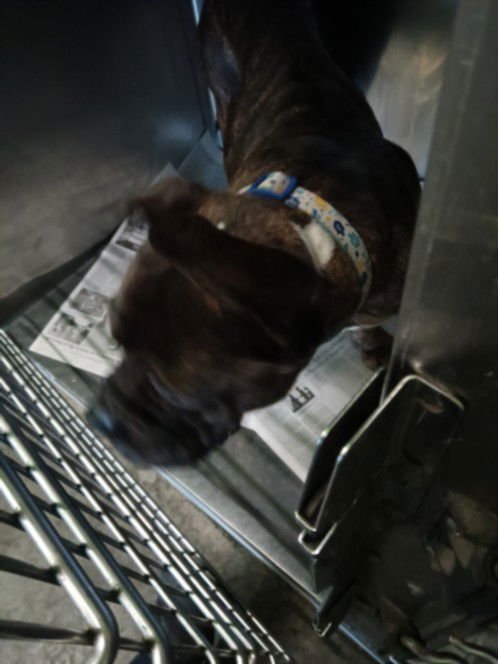 A2254341 - Pit Bull Terrier available for adoption