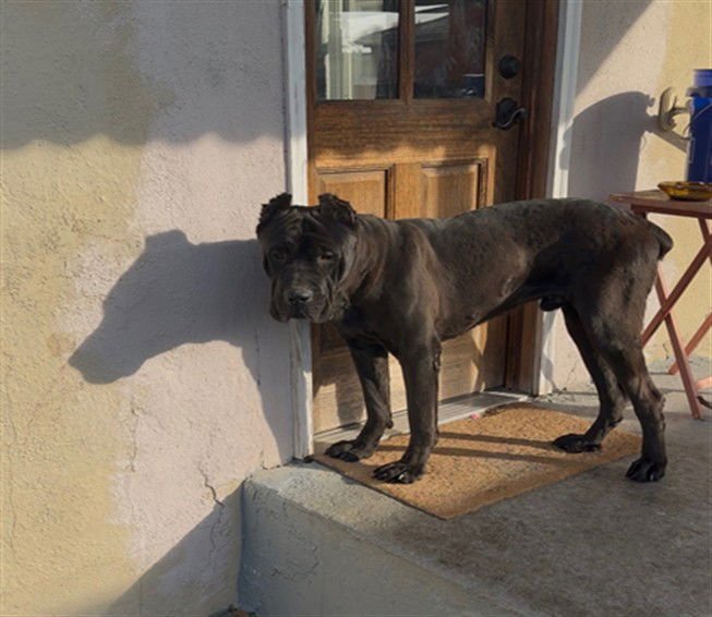 KAINE - Cane Corso Mastiff available for adoption