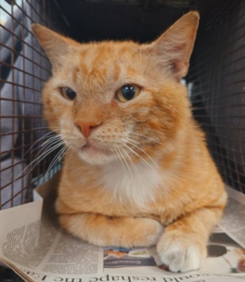 A2269088 - Domestic Short Hair for adoption in Los Angeles