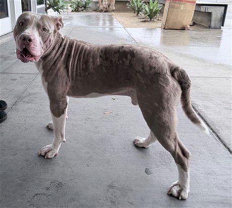 PEACH - Pit Bull Terrier available for adoption