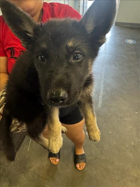 1 - German Shepherd Dog available for adoption