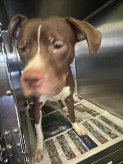 DUCKY - Pit Bull Terrier available for adoption