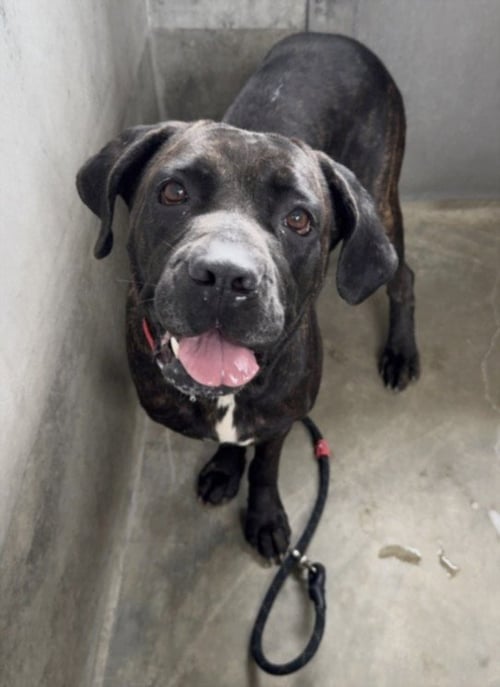 DALILA - Mastiff available for adoption