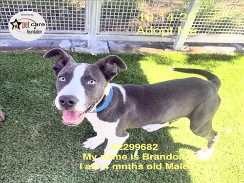 BRANDON - Pit Bull Terrier available for adoption