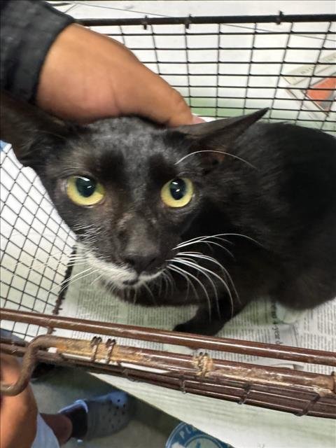 ROSA - Domestic Short Hair available for adoption