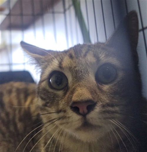 LUNA - Domestic Short Hair available for adoption