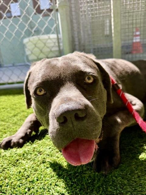 MAXX - Mastiff available for adoption