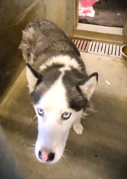 JASPER - Siberian Husky available for adoption
