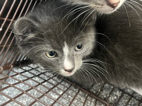 NOVA - Domestic Short Hair for adoption in Los Angeles