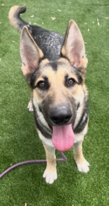 BESSY - German Shepherd Dog available for adoption