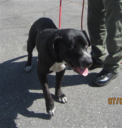 HAPPY - Pit Bull Terrier available for adoption