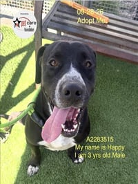 HAPPY - Photo 1