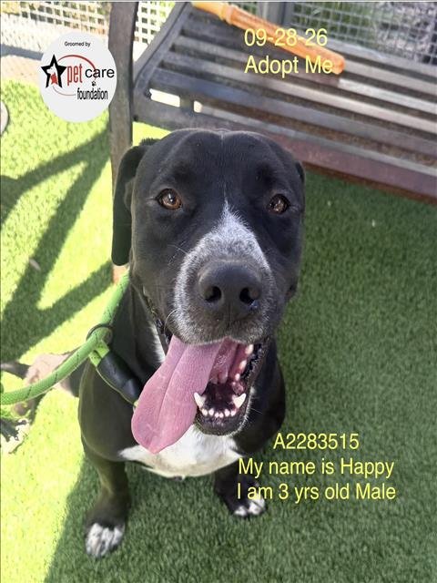 HAPPY - Pit Bull Terrier available for adoption