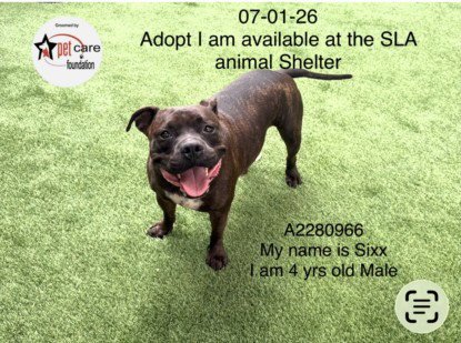 SIXX - American Staffordshire Terrier available for adoption