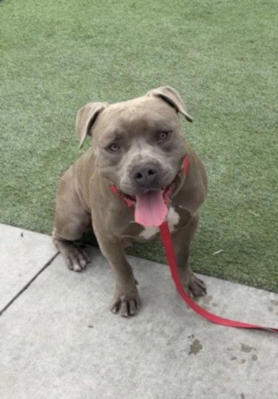 TANK - American Pit Bull Terrier available for adoption