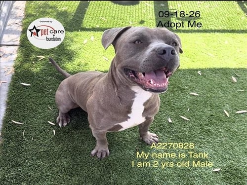 TANK - American Pit Bull Terrier available for adoption