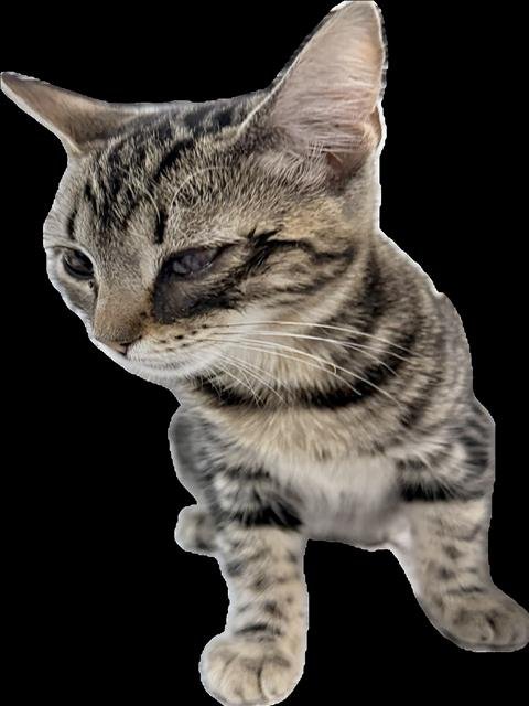 TIGRETA Image