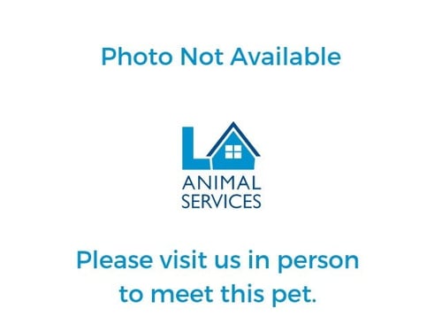 A2289404 - Domestic Short Hair available for adoption