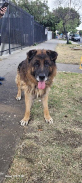 MILO - German Shepherd Dog available for adoption