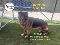 MILO - Photo 1
