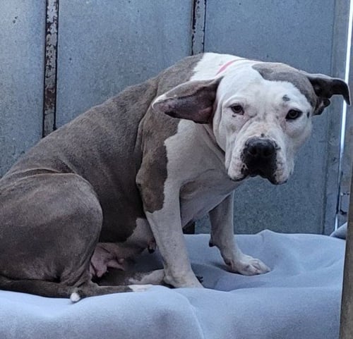 LIZZIE - Bulldog available for adoption