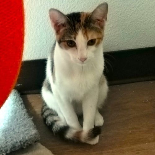 MIA - Domestic Short Hair available for adoption