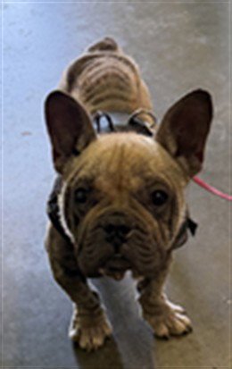 BEAR - French Bulldog available for adoption