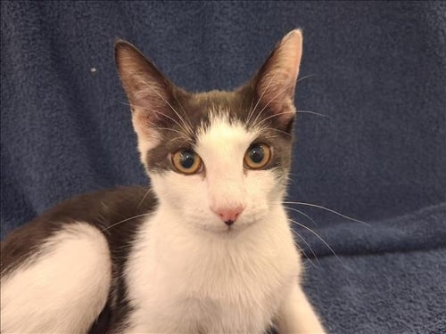 XAVIER - Domestic Short Hair available for adoption