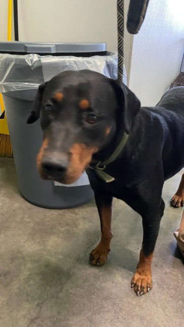 MARIA - Doberman Pinscher available for adoption