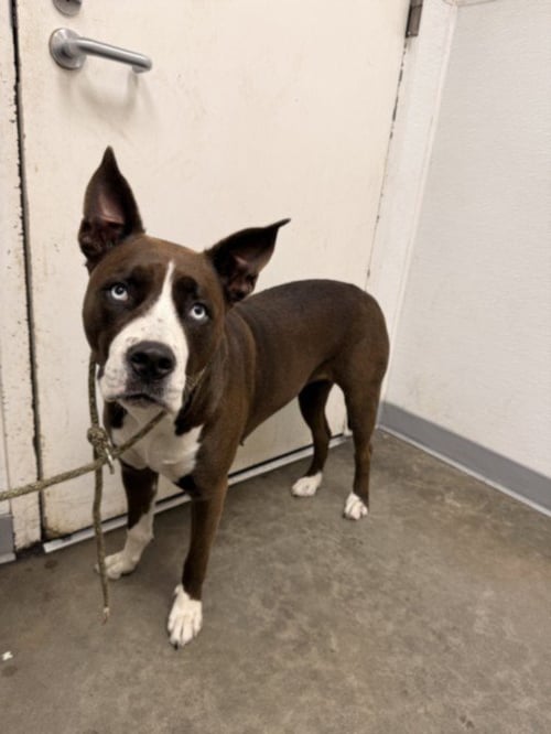 NOVA - Pit Bull Terrier available for adoption